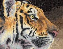 Dimensions - Regal tiger