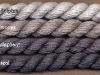 48_animal_grays