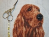 Bradhal - Red setter