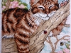 Serinde – Napping Kitten