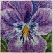Serinde – Shades of Lilac