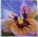 Serinde – Purple, Pink and Orange Pansy