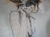 Haedka Ladusy