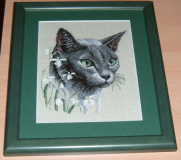 arvven - Kočka ruská modrá